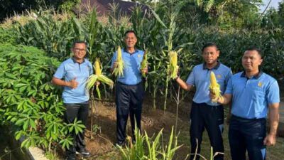 Sukses Optimalkan Lahan Kosong, Lanud Pattimura Panen Jagung Perdana