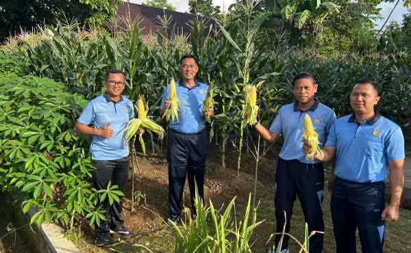 Lanud Pattimura Ambon Panen Jagung Perdana