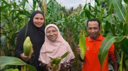 Panen Jagung Bersama di Kilo 10 Negeri Huameteno, Ini Harapan Saadiah Uluputty 5 Saadiah Uluputty Kilo 10 Negeri Huameteno Malteng