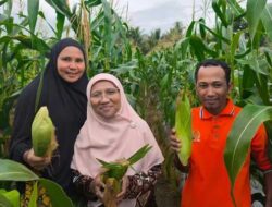 Panen Jagung Bersama di Kilo 10 Negeri Huameteno, Ini Harapan Saadiah Uluputty