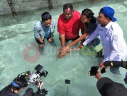 Lepas Bibit Hiu Belimbing, Gubernur Elkam Larang Pengrusakan Biota Laut di Raja Ampat