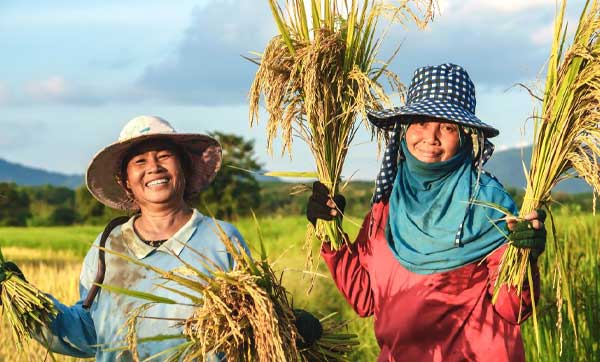 Strategi Ketahanan Nasional Era Presiden Prabowo Sukses Swasembada Pangan 1 Swasembada Pangan