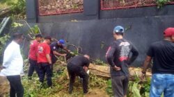 Tindaklanjuti Laporan ke CC112, Damkar Ambon Tangani Pohon Tumbang di Nusaniwe 6 Damkar Ambon Tangani Pohon Tumbang