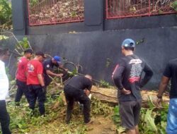 Tindaklanjuti Laporan ke CC112, Damkar Ambon Tangani Pohon Tumbang di Nusaniwe
