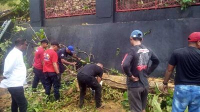 Tindaklanjuti Laporan ke CC112, Damkar Ambon Tangani Pohon Tumbang di Nusaniwe 14 Damkar Ambon Tangani Pohon Tumbang