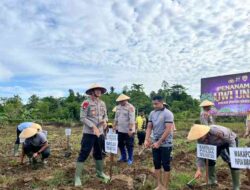 Polda PBD Tanam Uwi Ungu, Dukung Ketahanan dan Pelestarian Pangan Lokal
