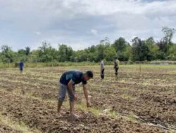 Polda PBD Tanam Jagung Pipil Dukung Ketahanan Pangan Nasional