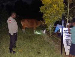 Dua Terduga Pencuri Sapi di Koya Barat Diamankan Polisi