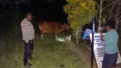 Dua Terduga Pencuri Sapi di Koya Barat Diamankan Polisi