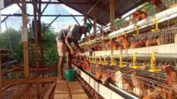 Stabilkan Harga di Indonesia, Danantara Dorong Hilirisasi Peternakan Ayam Terintegrasi 20 Peternakan Ayam Foto Ist