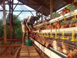 Stabilkan Harga di Indonesia, Danantara Dorong Hilirisasi Peternakan Ayam Terintegrasi