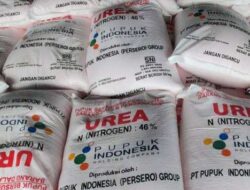 Perkuat Ketahanan Pangan Nasional: Pemerintah Pastikan Alokasi Pupuk Subsidi