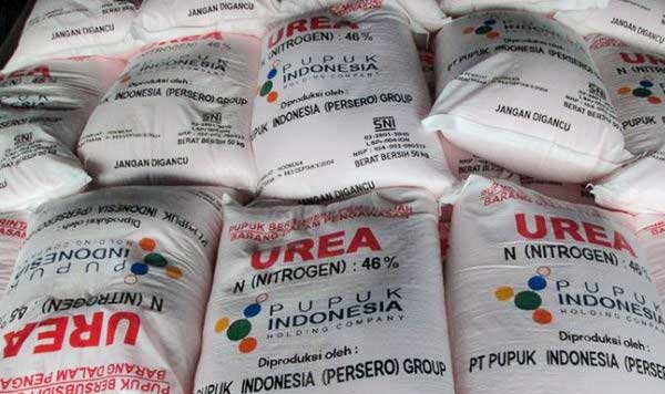 Perkuat Ketahanan Pangan Nasional: Pemerintah Pastikan Alokasi Pupuk Subsidi 1 Pupuk Subsidi Foto Ist