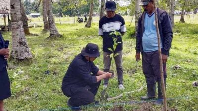 Kades Waesamu Aksi Tanam Bibit di Cengkeh
