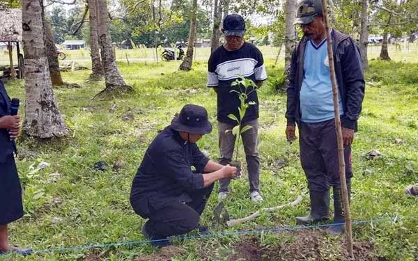 Kades Waesamu Aksi Tanam Bibit di Cengkeh