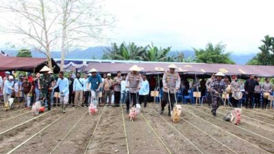 Polda Papua Tanam Jagung Serentak Kuartal I 2026