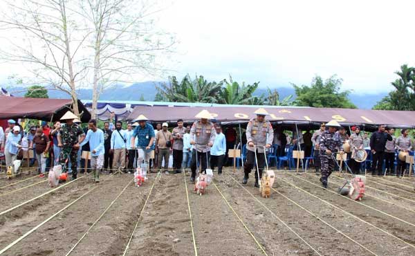 Polda Papua Tanam Jagung Serentak Kuartal I 2026