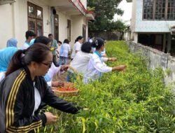 Panen-Tanam Kembali Cabai, TP PKK Ambon Edukasi Pemanfaatan Pekarangan Rumah