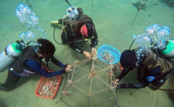 Galakkan Restorasi Terumbu Karang, Pertamina Gaungkan “Harmoni Laut Ambon” 3 Pertamina Harmoni Laut Ambon3