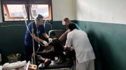 Satgas Lumpuhkan DPO KKB Puncak Jaya