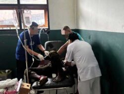 Satgas Damai Cartensz Lumpuhkan DPO Anggota KKB Puncak Jaya, Ini Jejak Aksinya