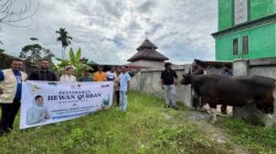 Legislator RI Cheroline Makalew Salurkan Hewan Qurban di Papua Barat 2 Cherolin Makalew Hewan Kurban