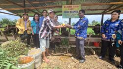 Pemkot Sorong Siapkan 38 Sapi Qurban Idul Adha 2026 2 IMG 20260520 WA0038 1