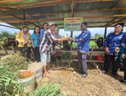 Pemkot Sorong Siapkan 38 Sapi Qurban Idul Adha 2026
