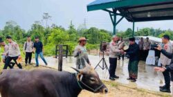 Jelang Iduladha 1447 H, Polda PBD Serahkan Hewan Kurban ke PonPes Fahd AL Muslim 2 IMG 20260526 WA0016
