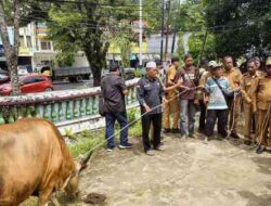 Pemkot Sorong Sumbang 30 Ekor Sapi Salurkan di 6 Masjid