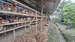 Warga Tawiri Protes Kandang Ayam Picu Bau Menyengat, Minta Pemkot Tertibkan 5 IMG 20260529 WA0017