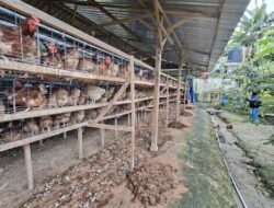 Warga Tawiri Protes Kandang Ayam Picu Bau Menyengat, Minta Pemkot Tertibkan