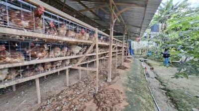 Warga Tawiri Protes Kandang Ayam Picu Bau Menyengat, Minta Pemkot Tertibkan 17 IMG 20260529 WA0017