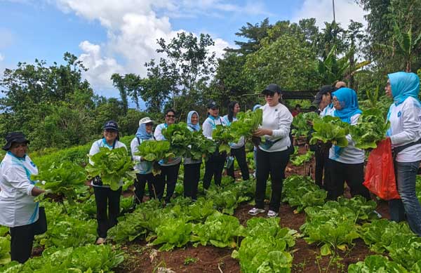 Panen Bersama di Dusun Siwang: PKK Ambon Perkuat Ketahanan Pangan Keluarga 1 Lisa Wattimena PKK Ambon Penen di Dusun Seiwang