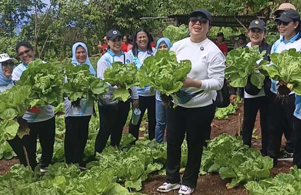 Panen Bersama di Dusun Siwang: PKK Ambon Perkuat Ketahanan Pangan Keluarga 2 Lisa Wattimena PKK Ambon Penen di Dusun Siwang2