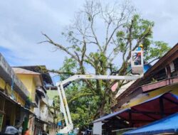 Pemkot Ambon Gerak Cepat Mitigasi Pohon Tumbang, Keselamatan Warga Jadi Prioritas