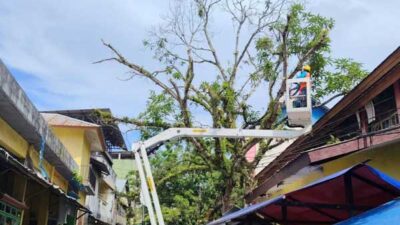 Pemkot Ambon Mitigasi Pohon Tubang
