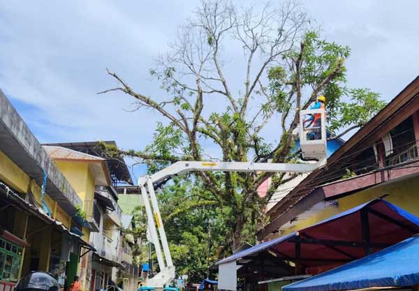 Pemkot Ambon Mitigasi Pohon Tubang