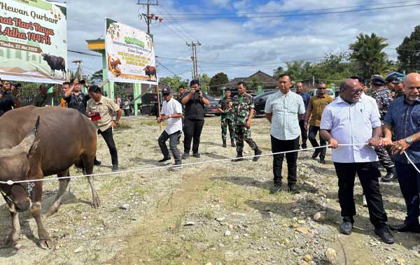 Gubernur Papua Tengah dan Bupati Mimika Serahkan 64 Ekor Sapi Kurban 2 Pemprov PT Pemkab Mimika Sapi Kurban 1447H 2