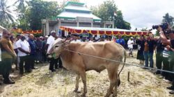 Gubernur Papua Tengah dan Bupati Mimika Serahkan 64 Ekor Sapi Kurban 2 Pemprov PT Pemkab Mimika Sapi Kurban 1447H