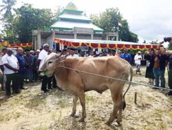 Gubernur Papua Tengah dan Bupati Mimika Serahkan 64 Ekor Sapi Kurban