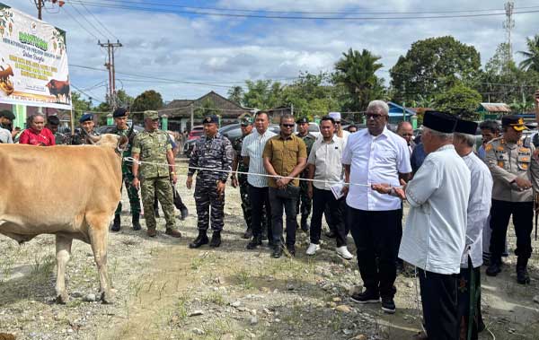 Gubernur Papua Tengah dan Bupati Mimika Serahkan 64 Ekor Sapi Kurban 3 Pemprov PT Pemkab Mimika Sapi Kurban 1447H 3