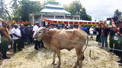Gubernur Papua Tengah dan Bupati Mimika Serahkan 64 Ekor Sapi Kurban 14 Pemprov PT Pemkab Mimika Sapi Kurban 1447H