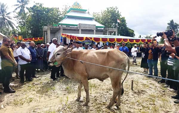 Gubernur Papua Tengah dan Bupati Mimika Serahkan 64 Ekor Sapi Kurban 1 Pemprov PT Pemkab Mimika Sapi Kurban 1447H