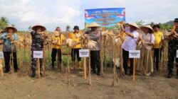 Dukung Ketahanan Pangan Nasional: Polda Papua Panen Raya Jagung Kuartal II 3 Polda Papua Panen Raya Jagung Kuartal II