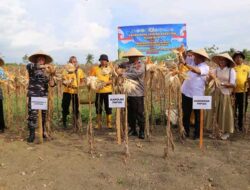 Dukung Ketahanan Pangan Nasional: Polda Papua Panen Raya Jagung Kuartal II  