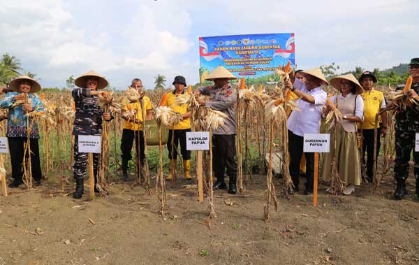 Dukung Ketahanan Pangan Nasional: Polda Papua Panen Raya Jagung Kuartal II 1 Polda Papua Panen Raya Jagung Kuartal II