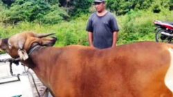 Kurban Jangkau Pulau Terselatan: Cinta Saadiah Dibalas Ucap Terima Kasih Warga Labobar 3 Saadiah Uluputty Hewan Kurban di Labobar