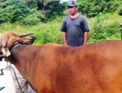 Kurban Jangkau Pulau Terselatan: Cinta Saadiah Dibalas Ucap Terima Kasih Warga Labobar