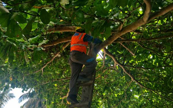 PLN Imbau Warga Jelang Piala Dunia: Jaga Jarak Aman Atribut dari Jaringan Listrik 2 PLN Atribut Piala Dunia 2026 2